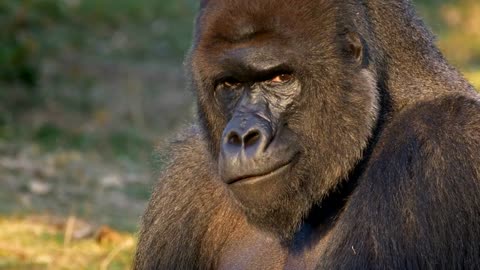 Western lowland gorilla silverback eating | Free Stock Footage - No Copyright | Animal videos