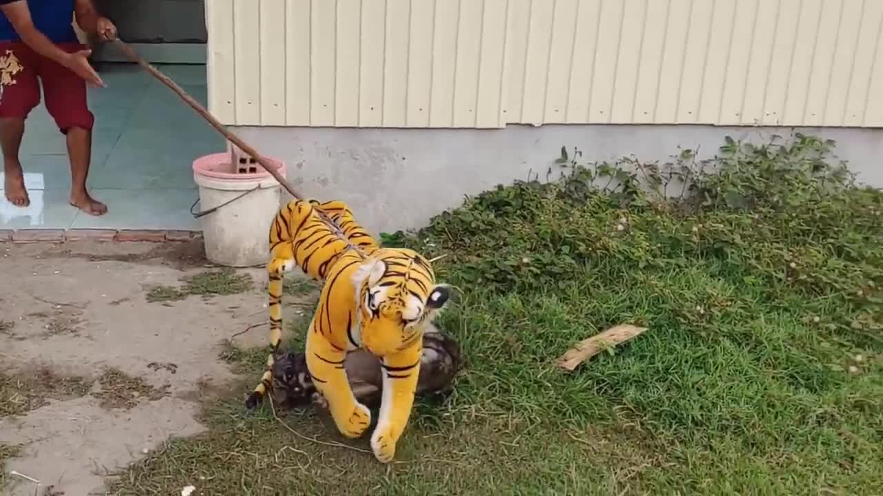 Wow Nice Fake Tiger Prank Dog!!! Dog Run Very Funny Prank Video 2021