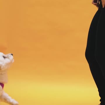 Probably the cutest dog that I’ve ever saw ❤️