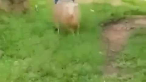 Funny animal