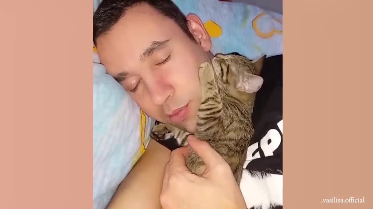 You'll Get A Cat After Watching This ❤️️ Cute Cats Showing Love To Their Owner