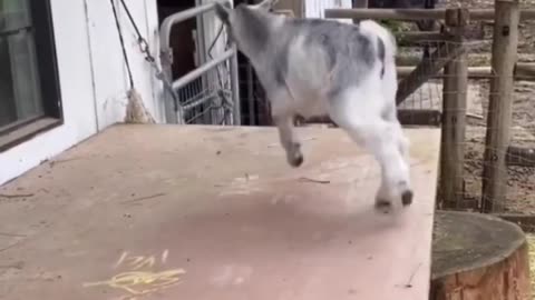 Funny animal