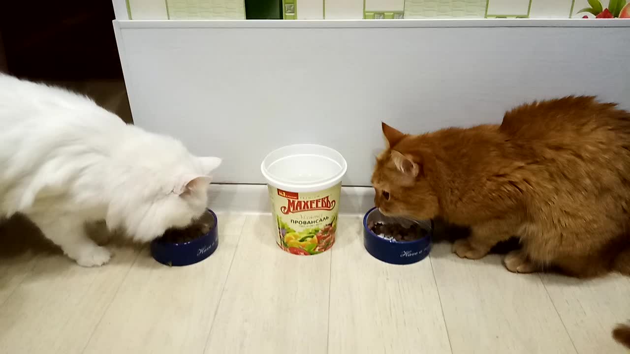 Barsik the cat and the cat eat Basil