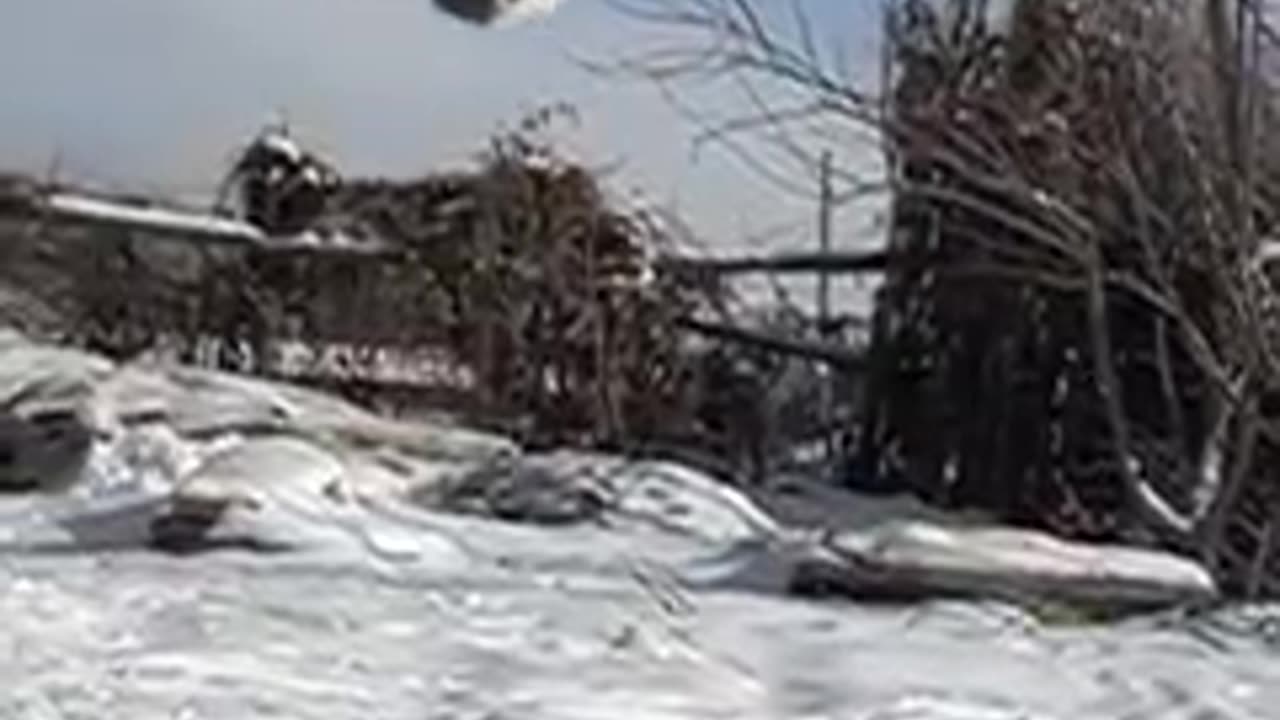 Mix Martial Arts Cats