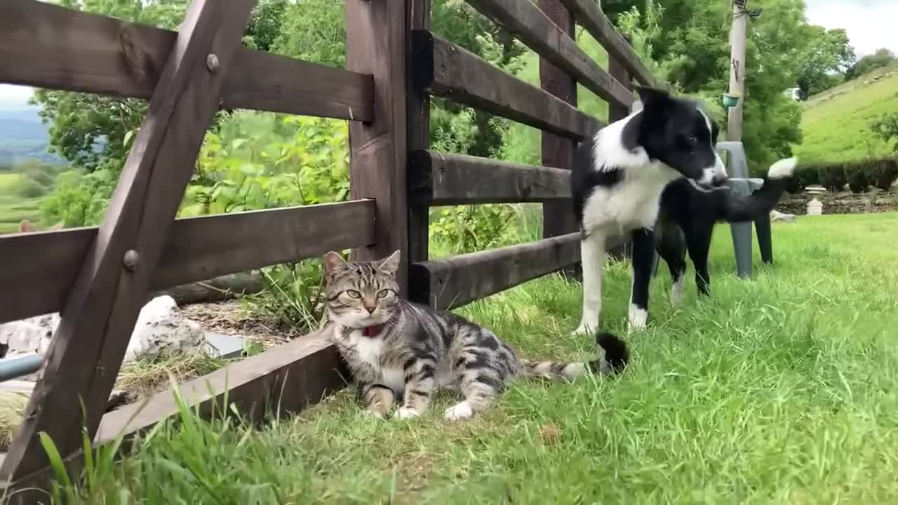 Animals Caught Being Jerks