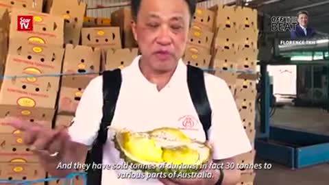 New breed of durian in Darwin Northern Australia