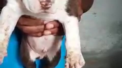 American bully puppy