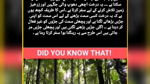 A TREE WHO CAN WALK