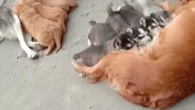 When puppies get bored of mother's milk