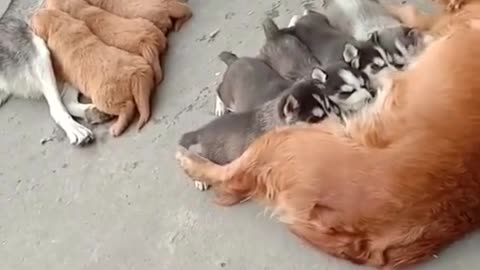 When puppies get bored of mother's milk