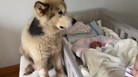 Wolf Pack Protect Newborn Baby And Little Girl! They Never Leave Thier Side!! (So Cute!