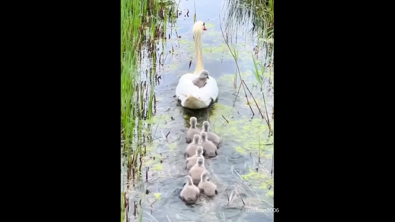 Cute baby animals Videos Compilation