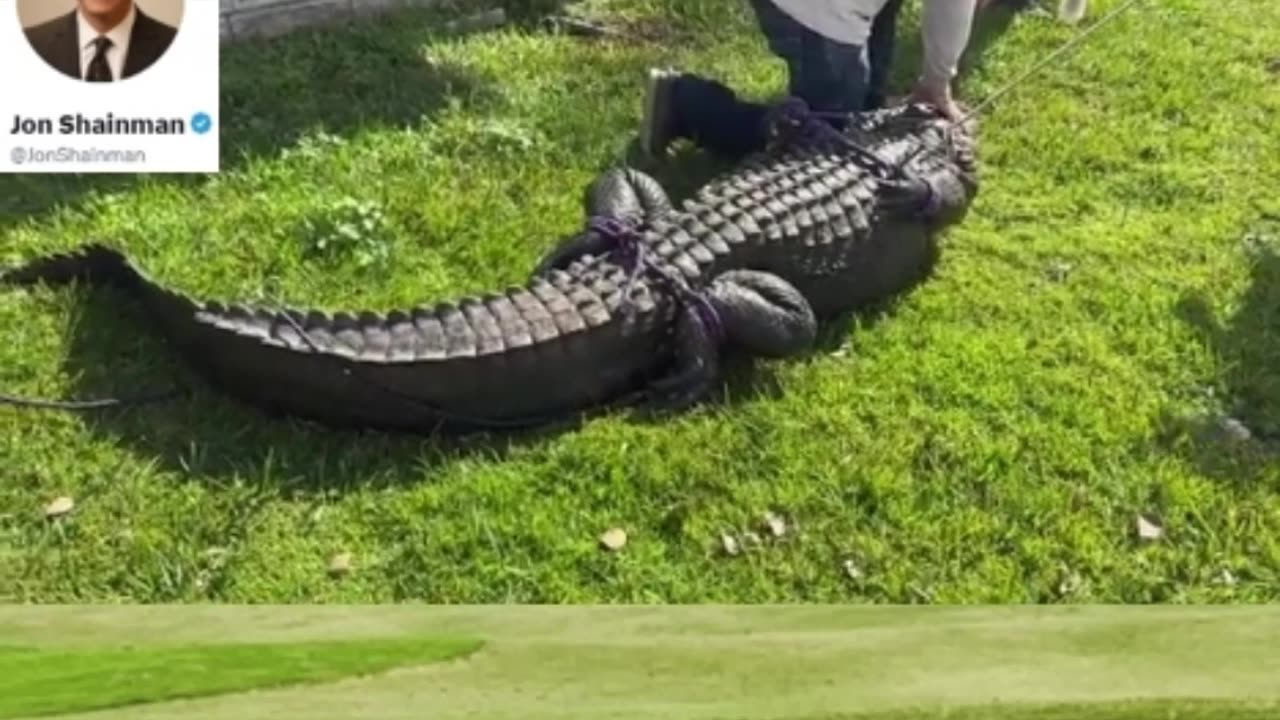 Jacaré de três metros mata mulher que passeava com cachorro na Flórida