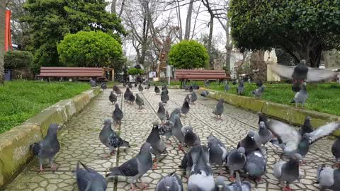 They are cute, beautiful birds, what a great video