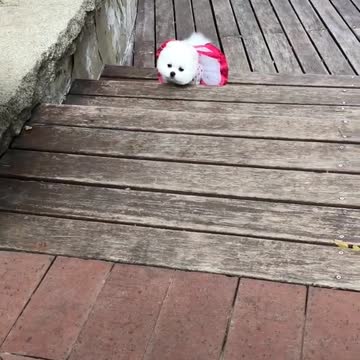 Amazing puppy looking for owner