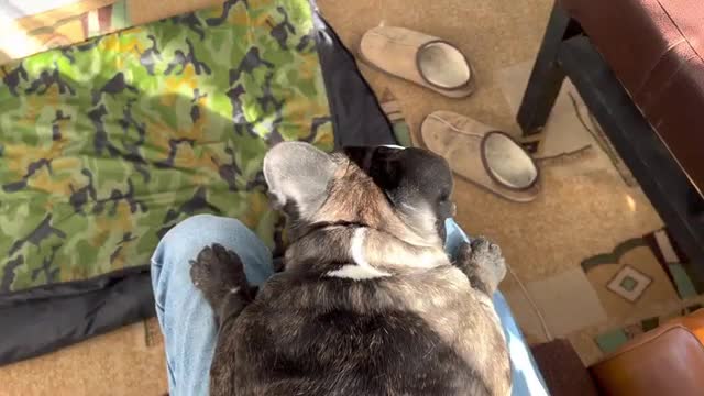 French Bulldog shedding