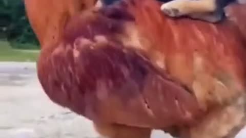 Puppy Gets A Ride On Chickens Back