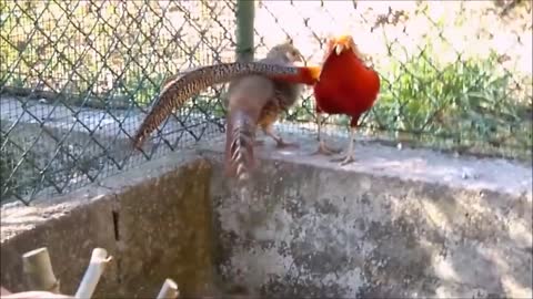 Wading and beautiful golden pheasants