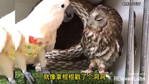 Animal World Funny English Voiceover Owl How did I end up with neighbors like these!