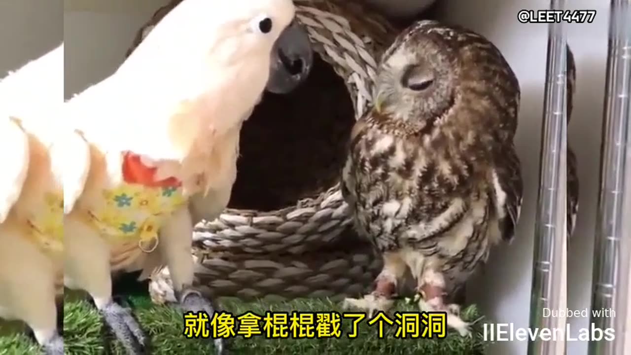 Animal World Funny English Voiceover Owl How did I end up with neighbors like these!