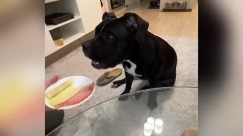 Funny Cats and Dog Party