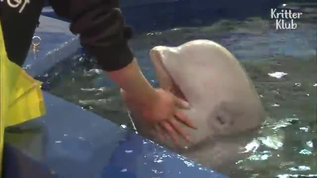 Beluga Whale Has A Crush On A Cute Zookeeper - Kritter Klub_Cut