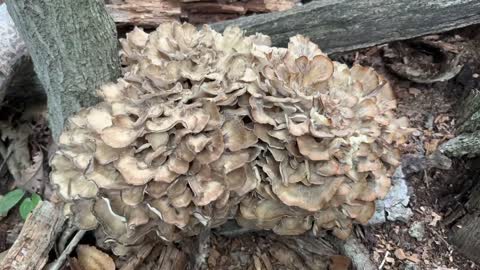 Maitake mushrooms (hen of the wood)