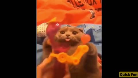 Dogs and Cats, Baby Pets Funny Videos