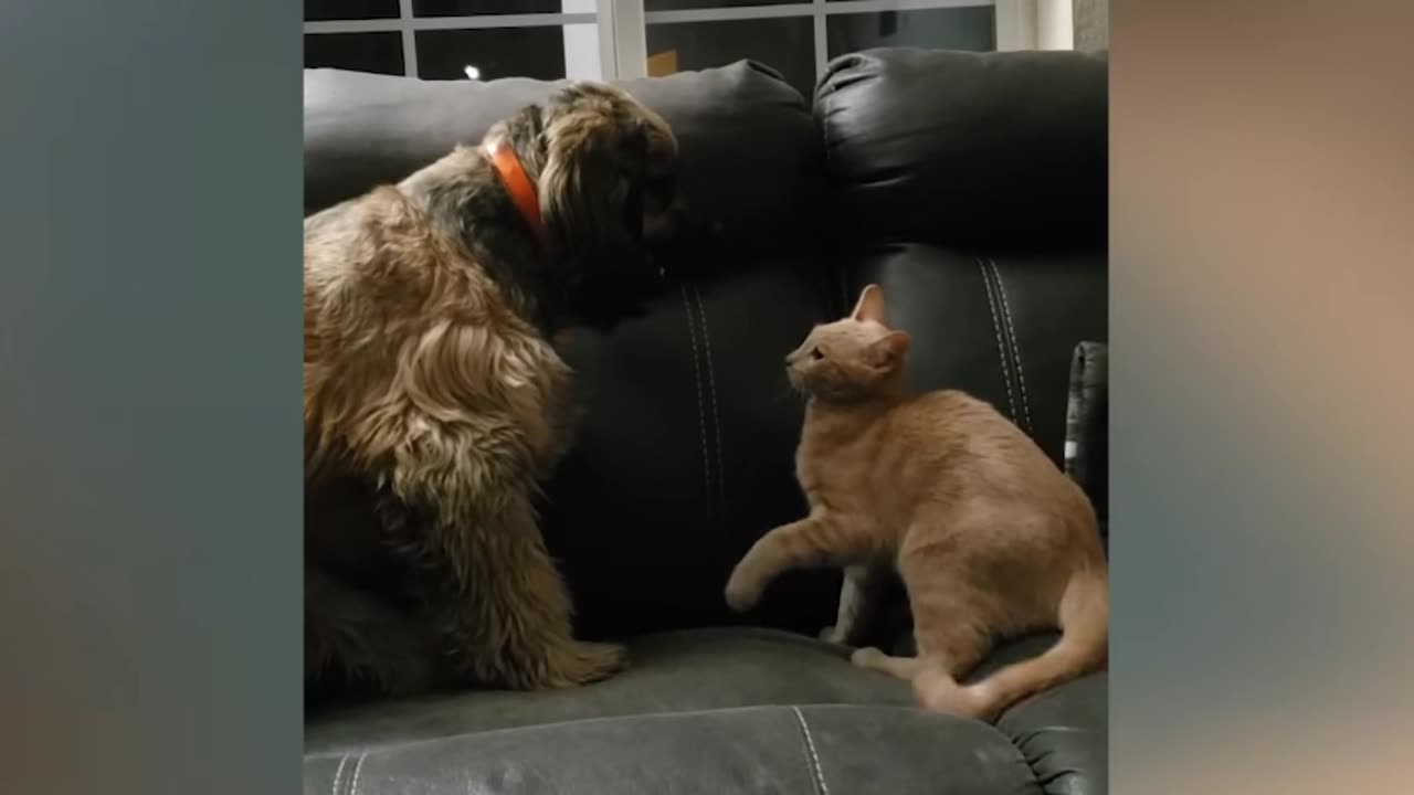 🐾🎉Unbelievably Funny: Felines Acting Insane! 😹🐾🎉