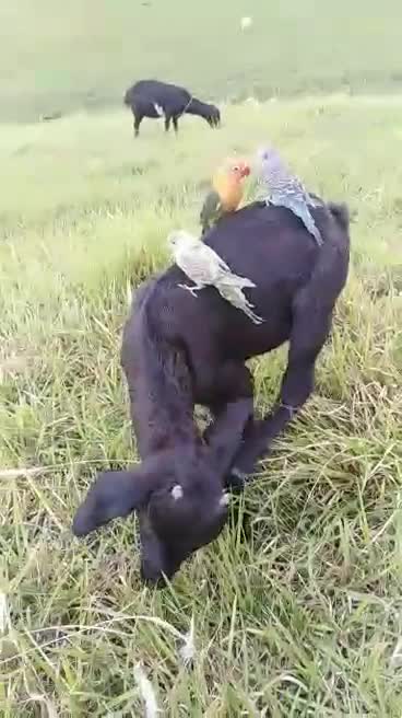 GOAT RIDING with(PERRO, KEEPER, COCO)