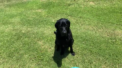 LABRADOR CATCHES A FRISBEE FOR THE FIRST TIME!!