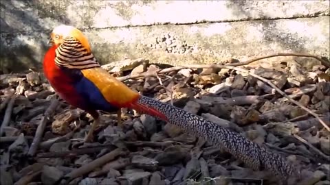 Beautiful Golden Pheasants and Wading Birds