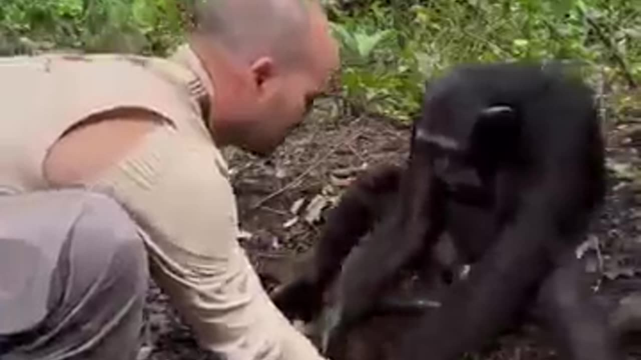 Gorilla animal Pani pita hua Admi ke hath se