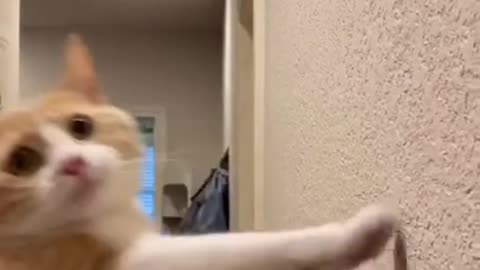 Funny (Smart) Cats Be Like - Funny Animals TikTok Videos #Shorts