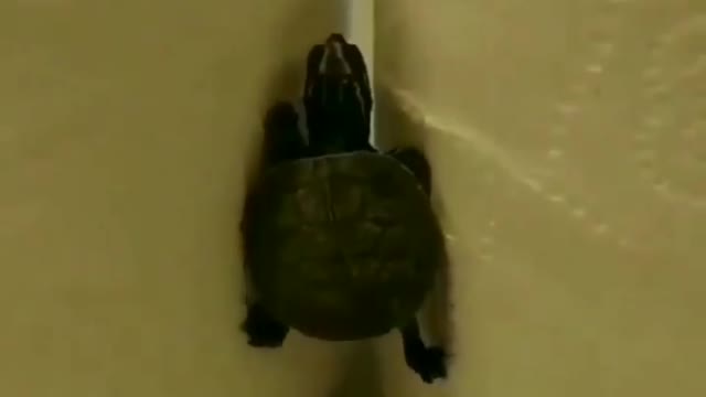 Tiny Turtle Climbing on Paper Roll