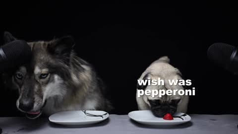 Wolf Dog Reviews Food With Pug!