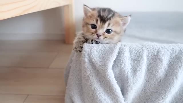 Compared the childhood of kittens and parent cats