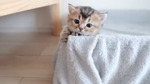 Compared the childhood of kittens and parent cats