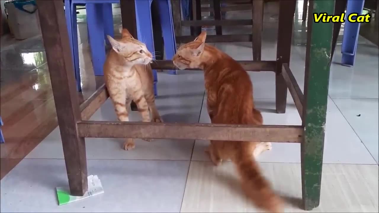 Cats Fighting and Meowing - These Two are Bloody Brothers