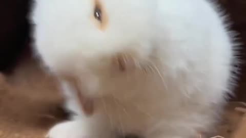 cute bunny beautiful moment