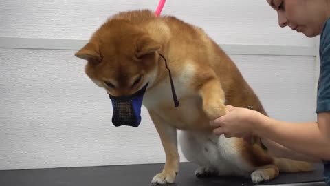 Crazy Shiba Inu won battle against groomer