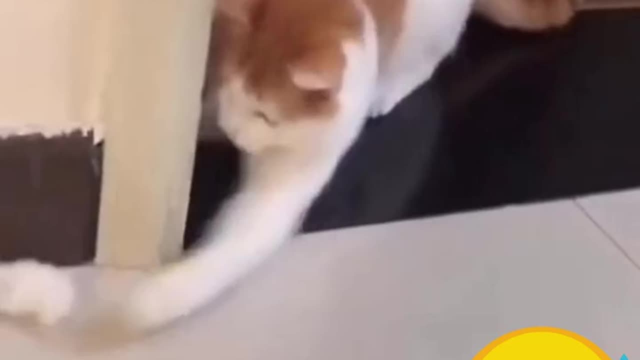 Who's this ( Funny cat video )