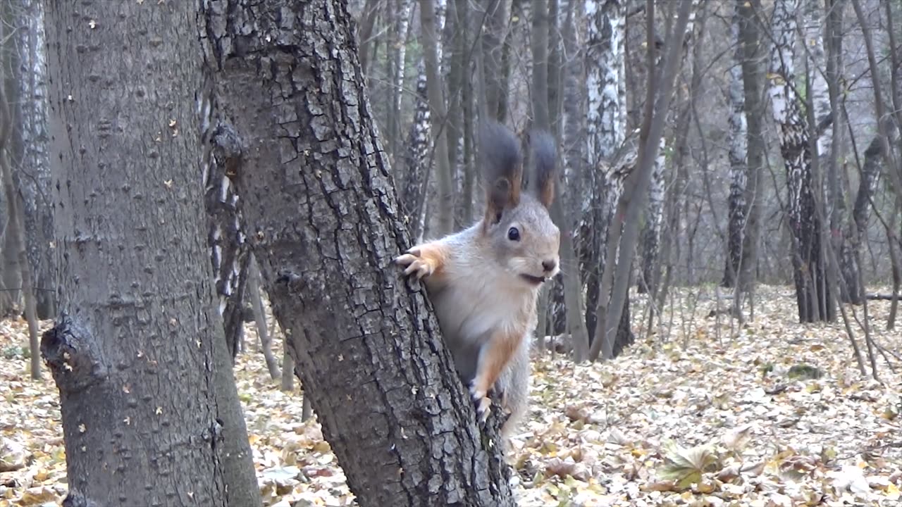 Sciurus vulgaris orientis