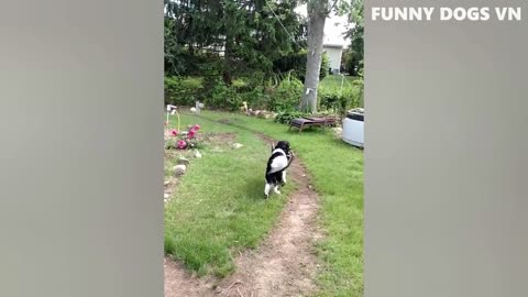 Funny dog and cats 🤣 videos