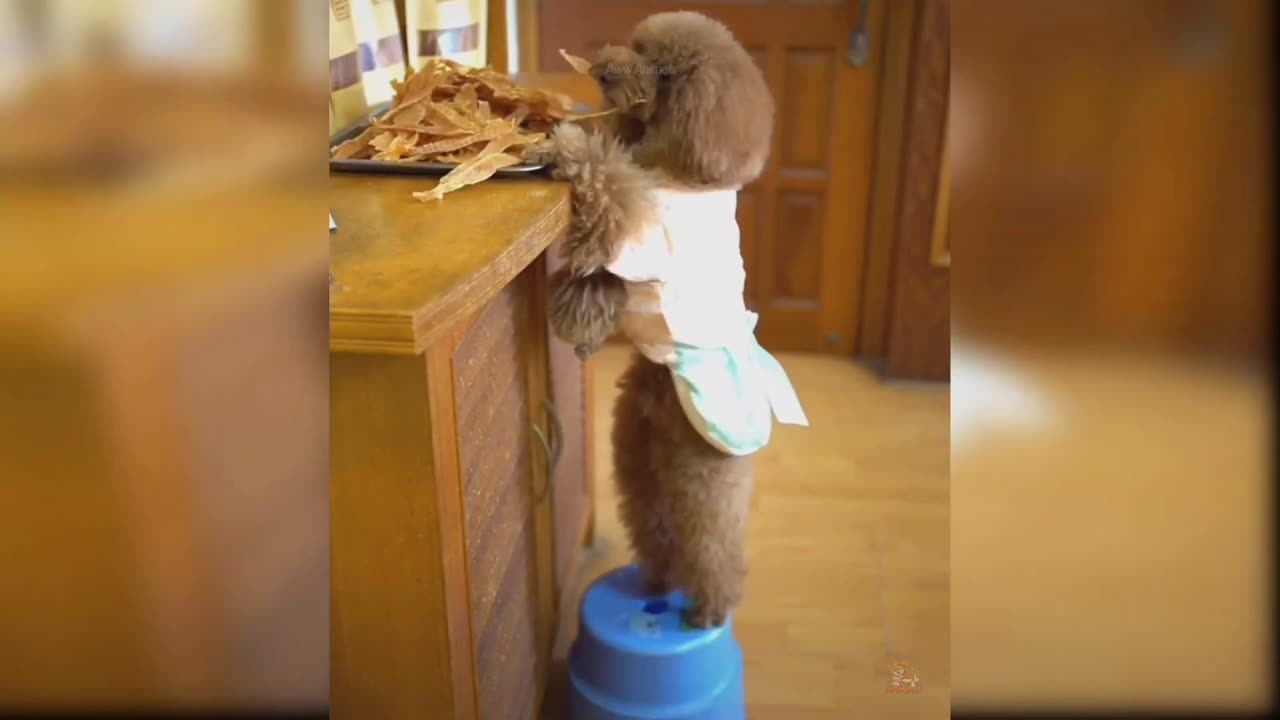 Baby Dogs - Cute and Funny Dog Videos Compilation