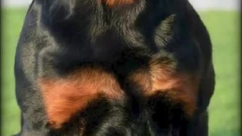 German Rottweiler or American Rottweiler