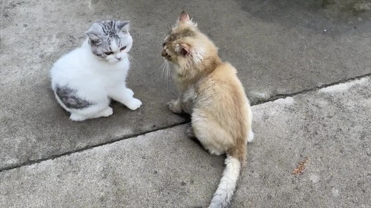 Little Milk Cat Family