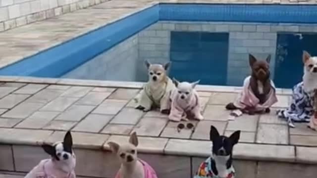 dog pool party