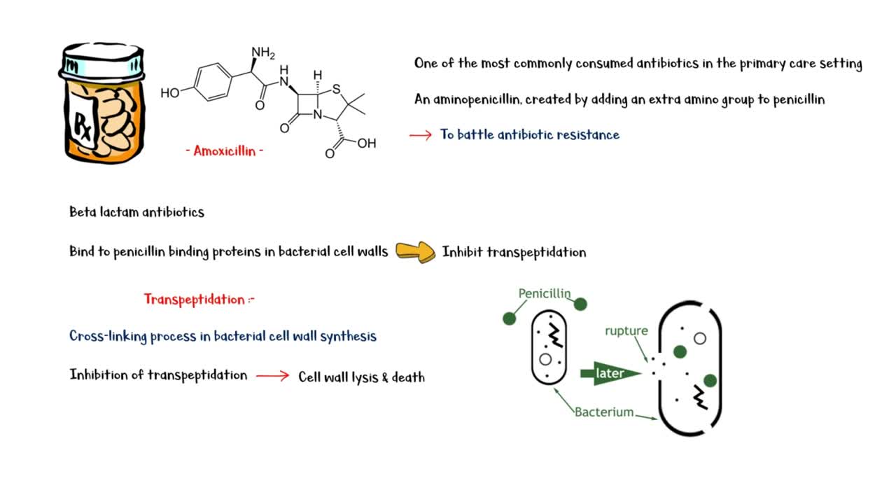 Amoxicillin - Uses, Mechanism Of Action, Coverage, Adverse Effects _Everything You Need To Know