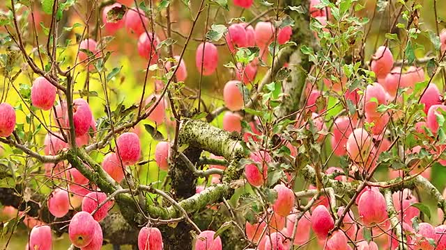 Spring flowers are blooming, the breeze is blowing, the flowers are blooming and smiling